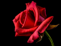 růže, zdroj: www.pixabay.com, CCO